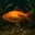 Goldfish