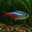 Cardinal Tetra