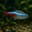 Neon Tetra