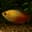 Honey gourami