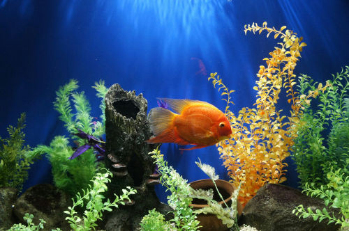 Planted aquarium