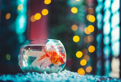 Reef Tanks